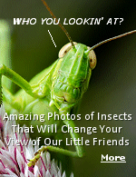 When most people think about bugs, they think pests. Those obnoxious ants, those pesky mosquitoes, stinkbugs who live up to their name, termites who destroy property, and those seemingly indestructible cockroaches...but there is a lot of beauty to be found in the insect world, and not just with butterflies (but definitely some butterflies). These amazing insect photos prove that.